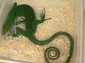 Varanus prasinus